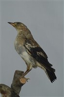 藏品(小椋鳥)的圖片